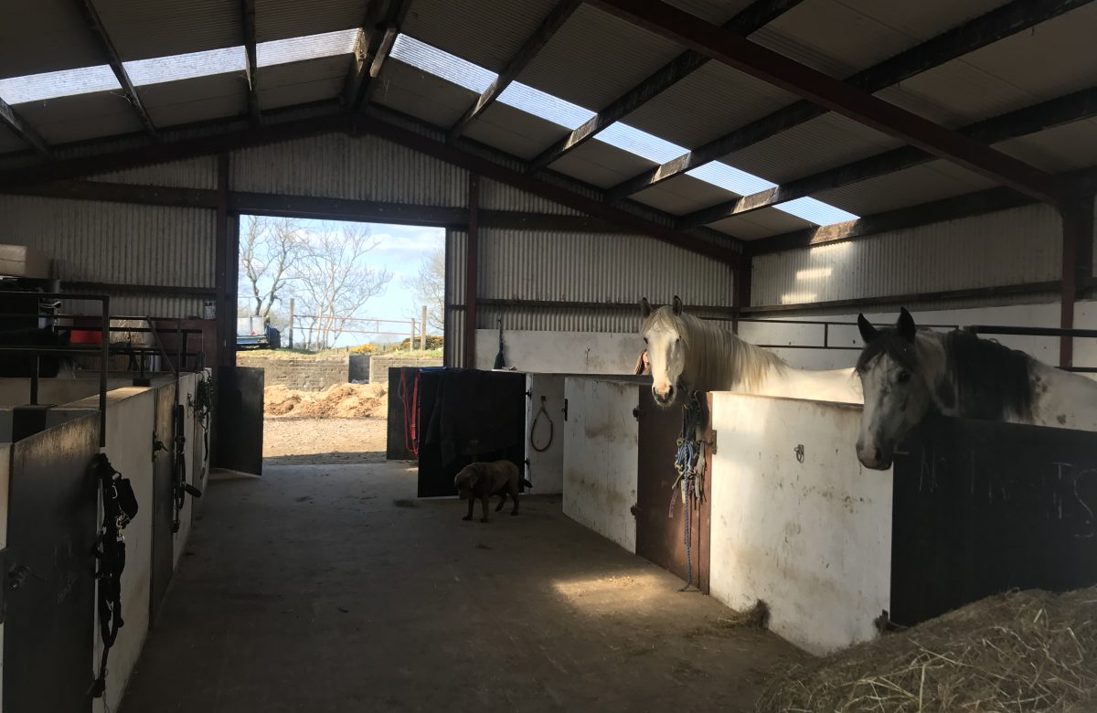Sheans Horse Farm Ltd: