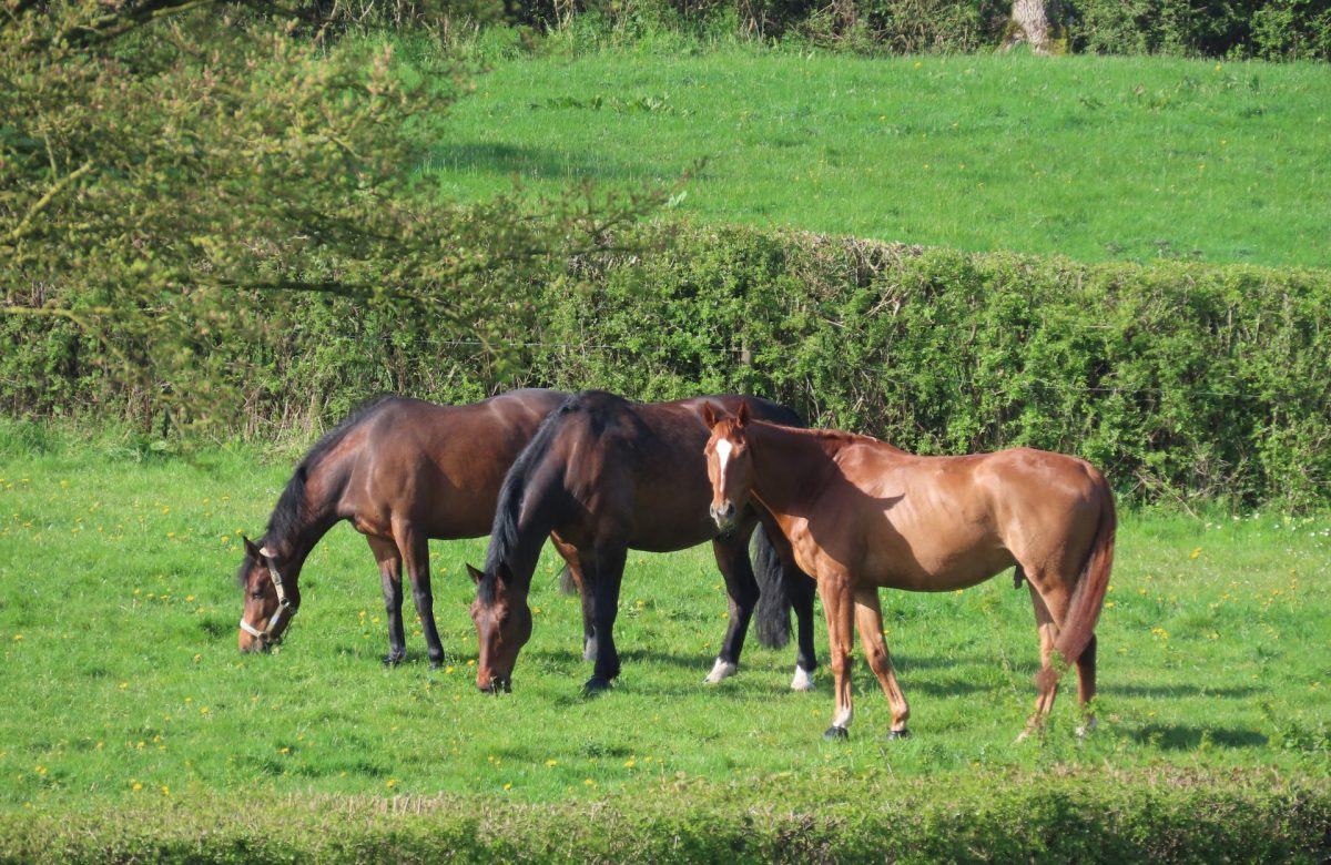 Pevlings Farm Riding and Livery Stables: