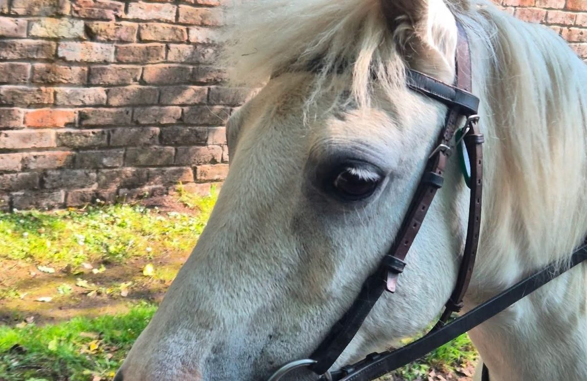 Higher Farm Riding School