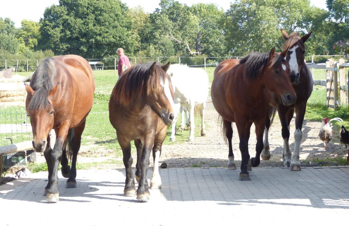Sweetlands Farm Riding School