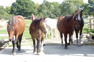 Sweetlands Farm Riding School