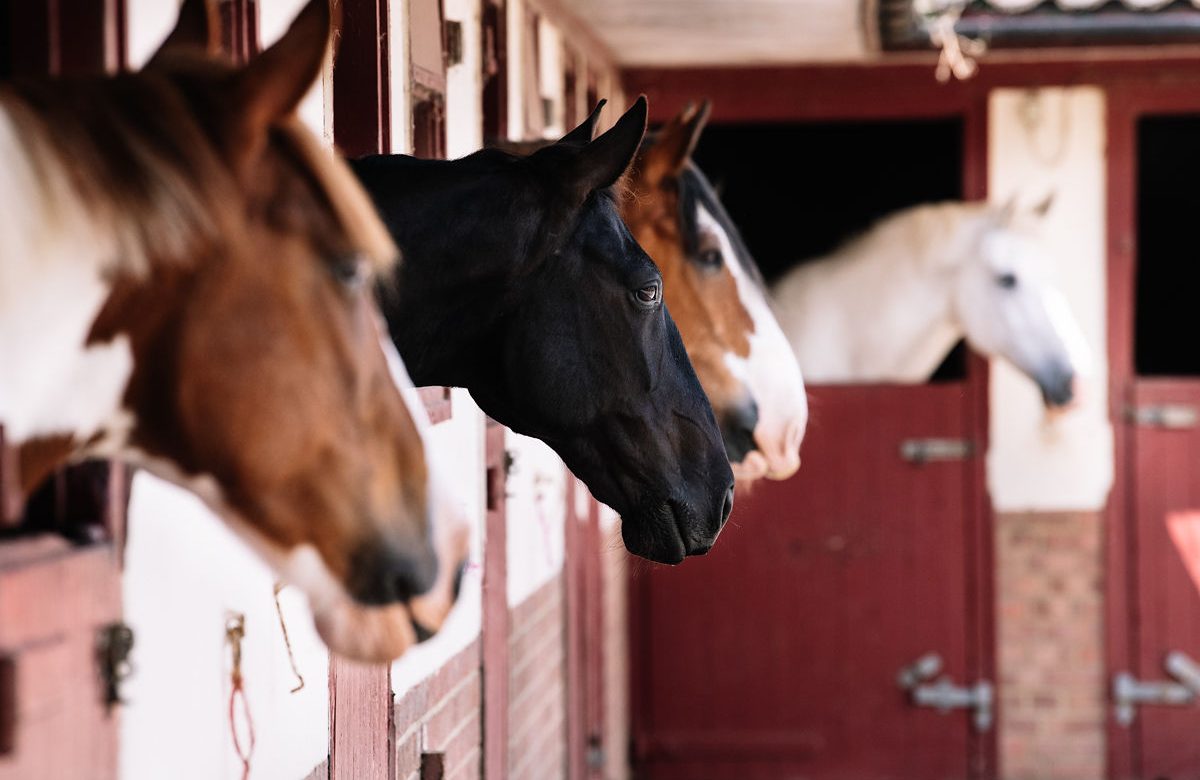 Ladysmith Equestrian Centre
