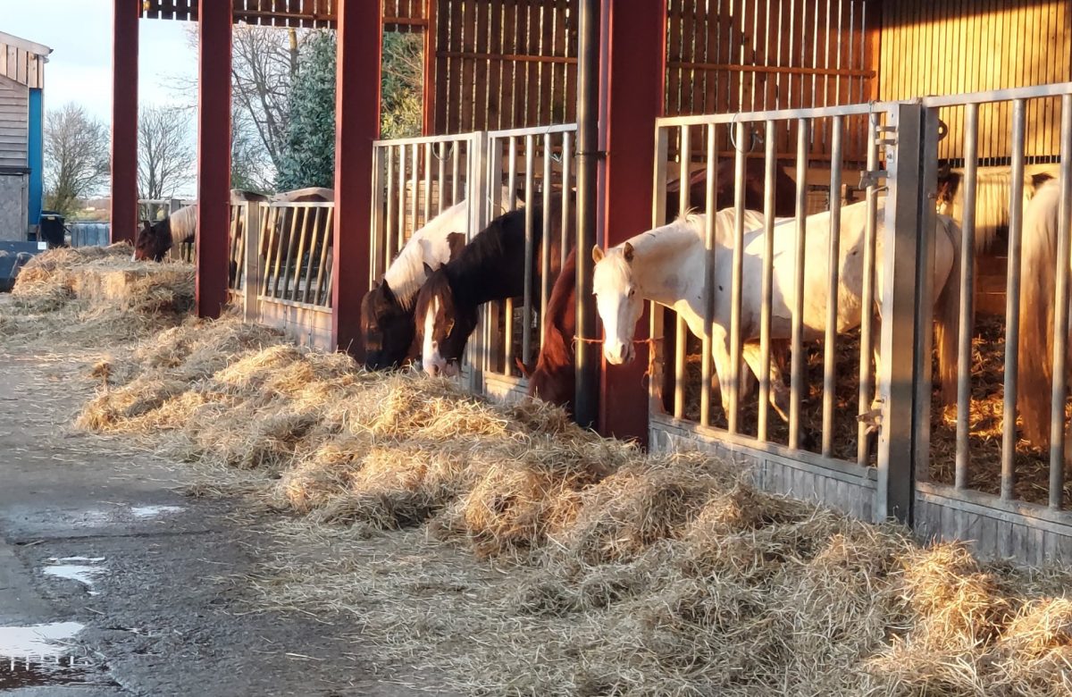 Bryerley Springs Equestrian Centre