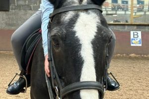 Stepney Bank Stables