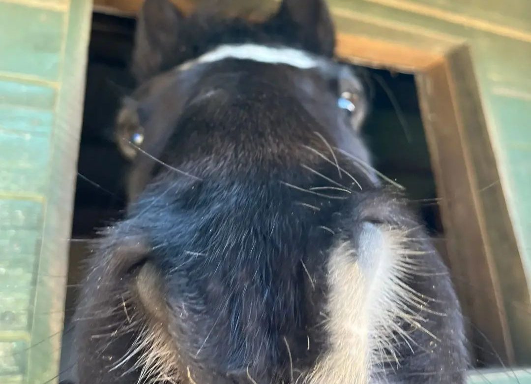 Holt’s Equestrian Centre