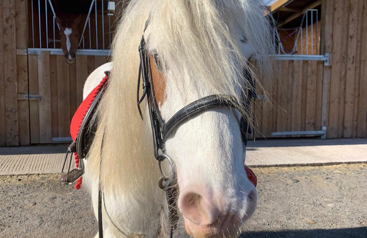 Hill Top Farm Stables