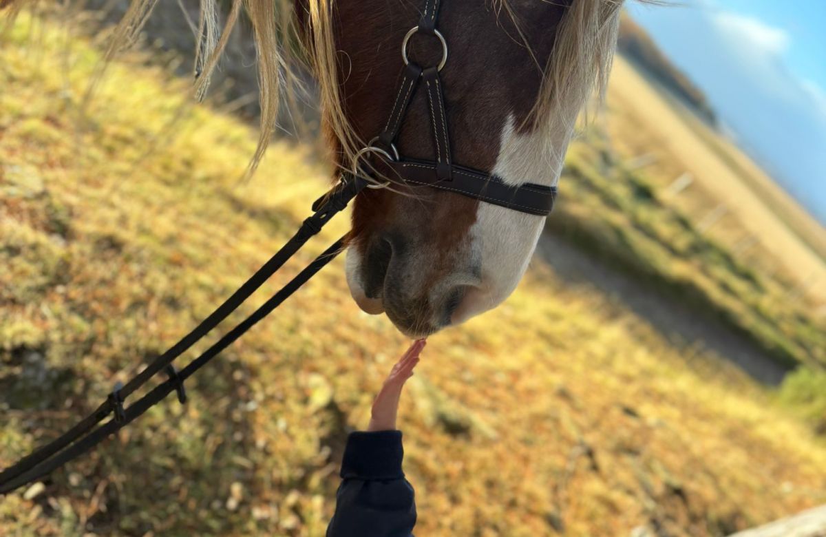 Scozia Horse Trekking