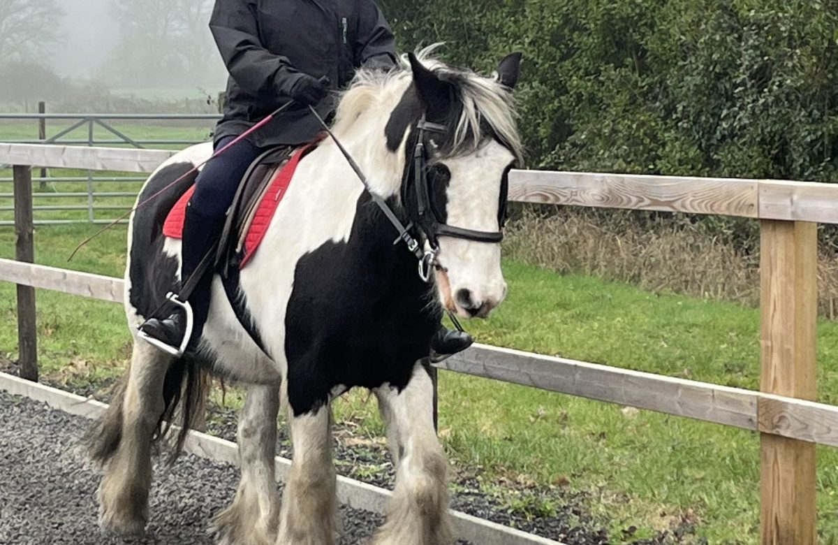 Littlefield Manor Riding School
