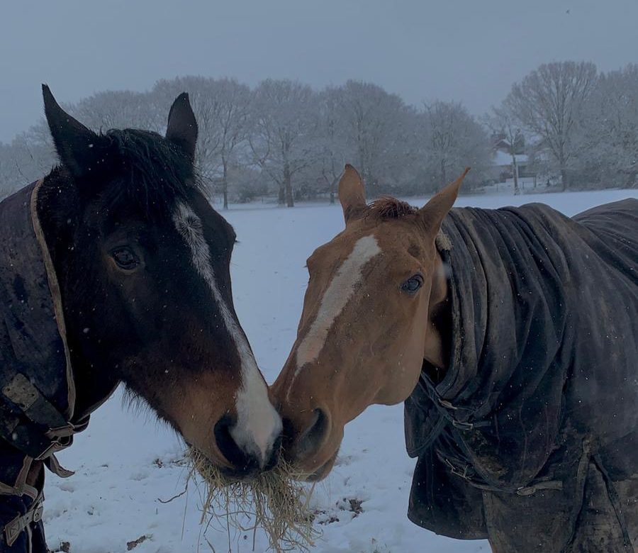 Littlefield Manor Riding School
