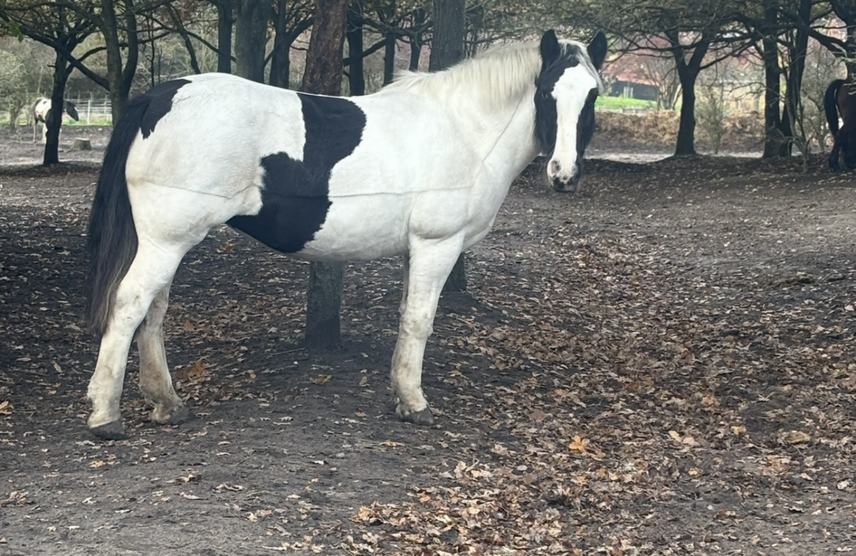 Broadview Riding School
