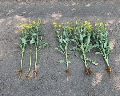 Bionature lead the way in oilseed rape yield achievement