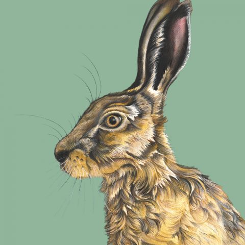 Harry Hare