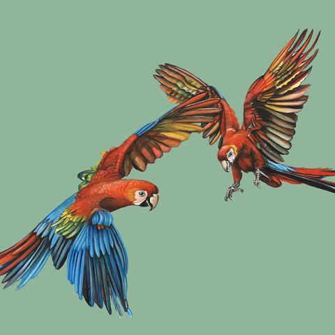 Rumble in the Jungle