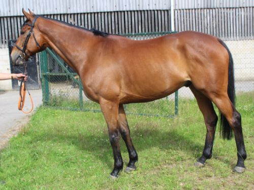 Flinstone_-Side-Picture