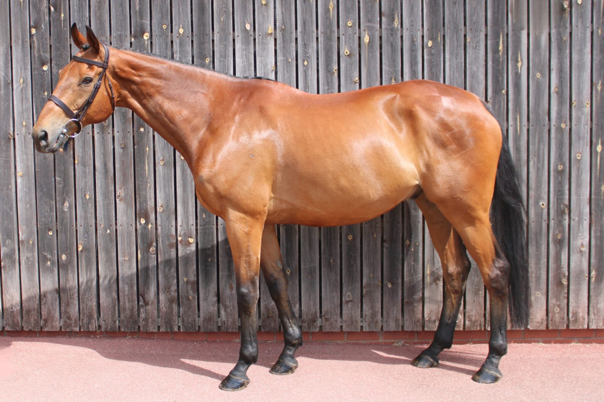 Fred Full Body