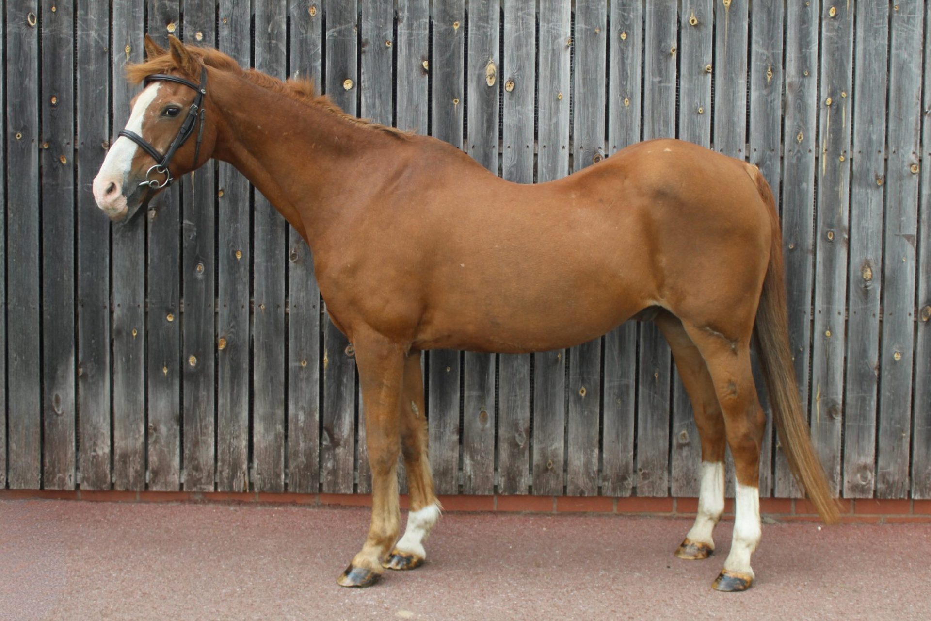 Toya Jubilation (Linford)