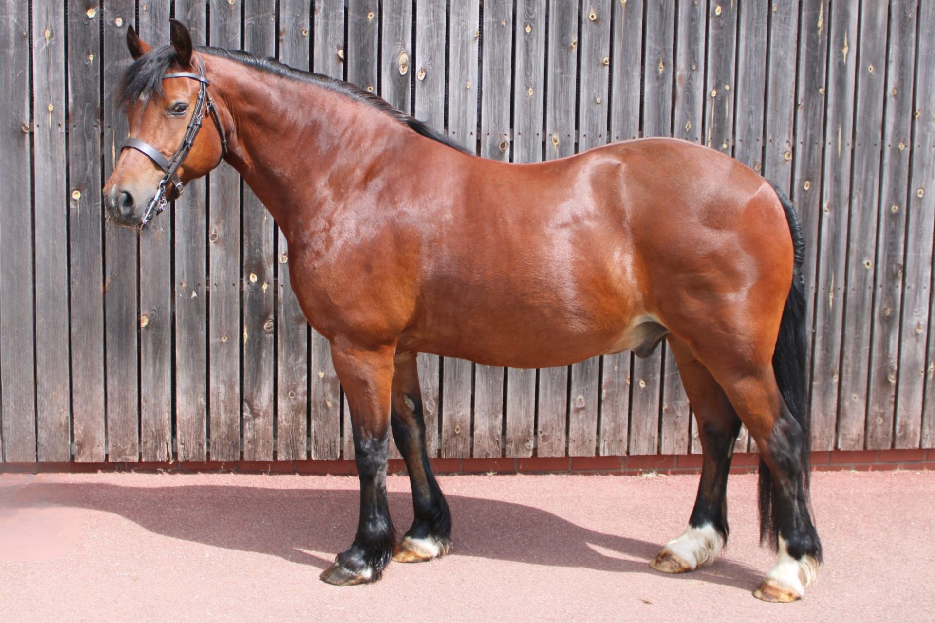 Swally Full Body