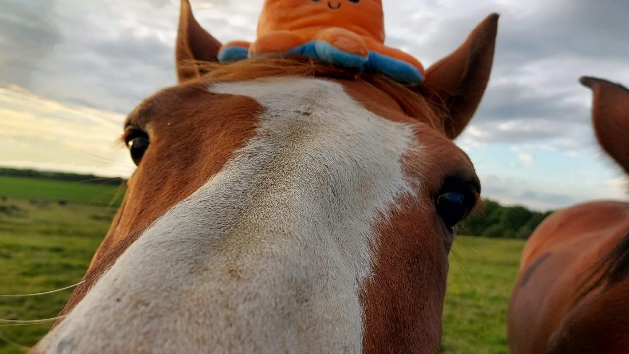 Orange’s Big Pony Quiz