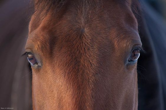 What a Whorl! Part 1: An insight into equine whorls, fabled beliefs and science.