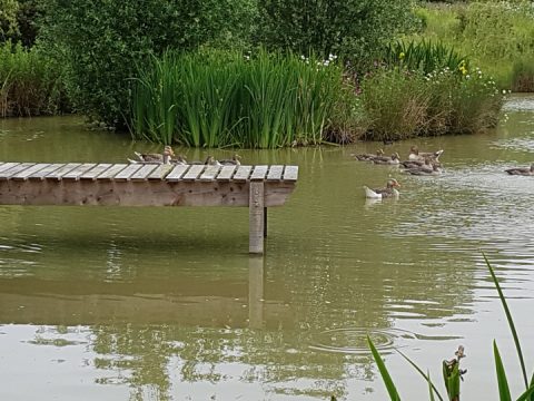 Pond at Greetham Retreat Holiday Cottages in Lincolnshire and family of Greylag Geese enjoying a swim...
