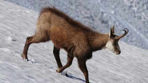 Winter Wildlife in Chatel