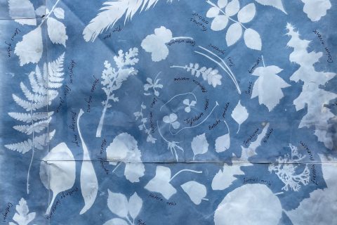 Wildland in Focus: Cyanotype