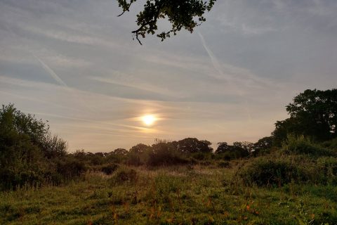 Wildland in Focus: Poetry of Knepp