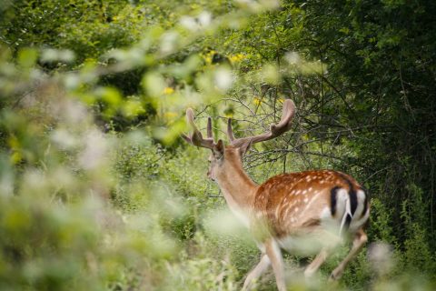 Wildland in Focus: Journaling a Field Course
