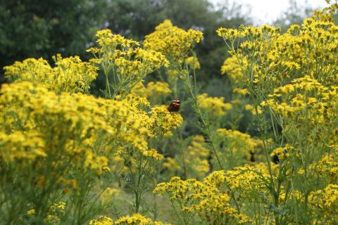 Wildland in Focus: What made Knepp Special?