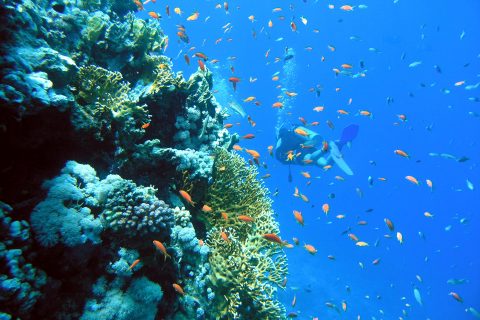 Completing a Marine Dissertation in Honduras