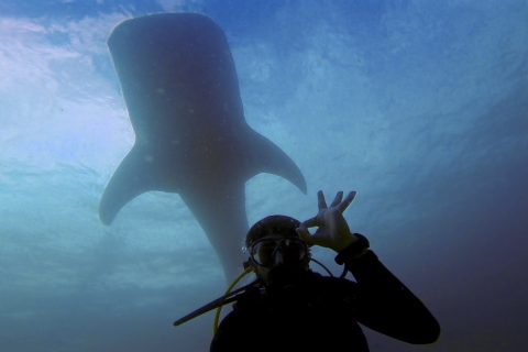 Sharks you might see on Expedition!