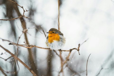How to Care for Wildlife in Winter