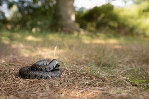 Snakes of the UK