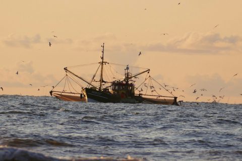 What’s Really Behind Our Seafood? The Growing Problem of Overfishing
