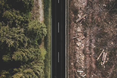 5 Myths about Deforestation