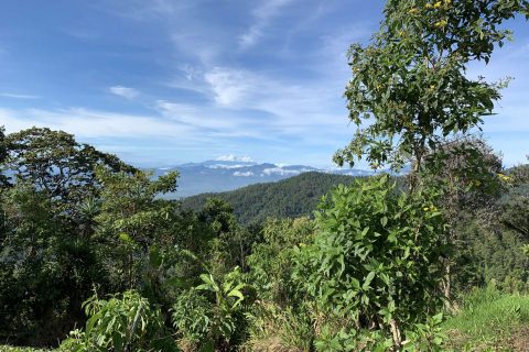 Common products & ingredients from tropical forests (that you might not expect!)