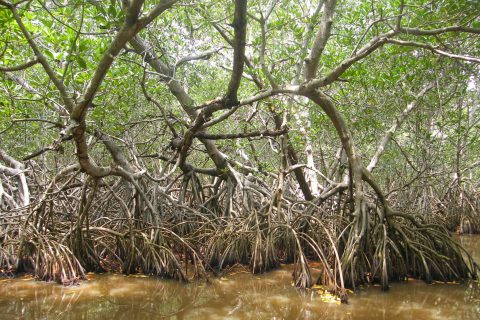 Trees by the Sea: The Wonderful World of Mangroves