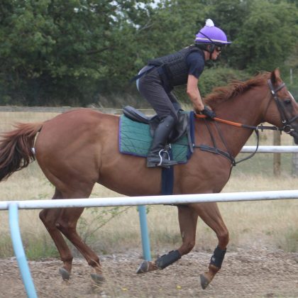 NHC Horses (1)