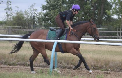 NHC Horses (2)