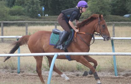 NHC Horses (3)