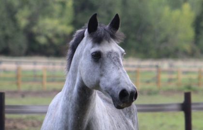 Sid