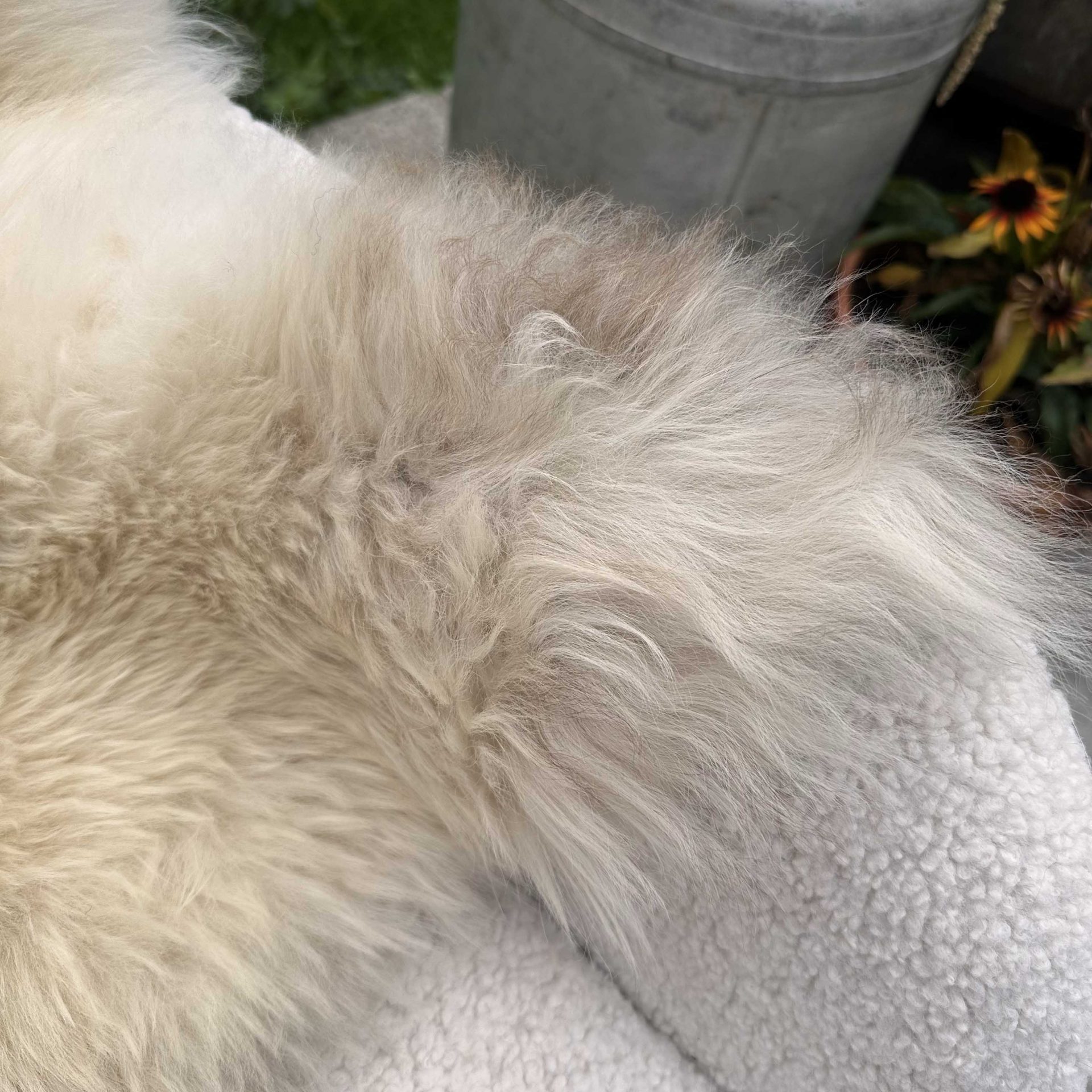 Natural Coloured British Sheepskin – 12