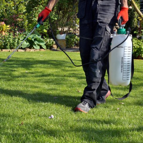 Professional lawn feeding and spraying in a UK garden