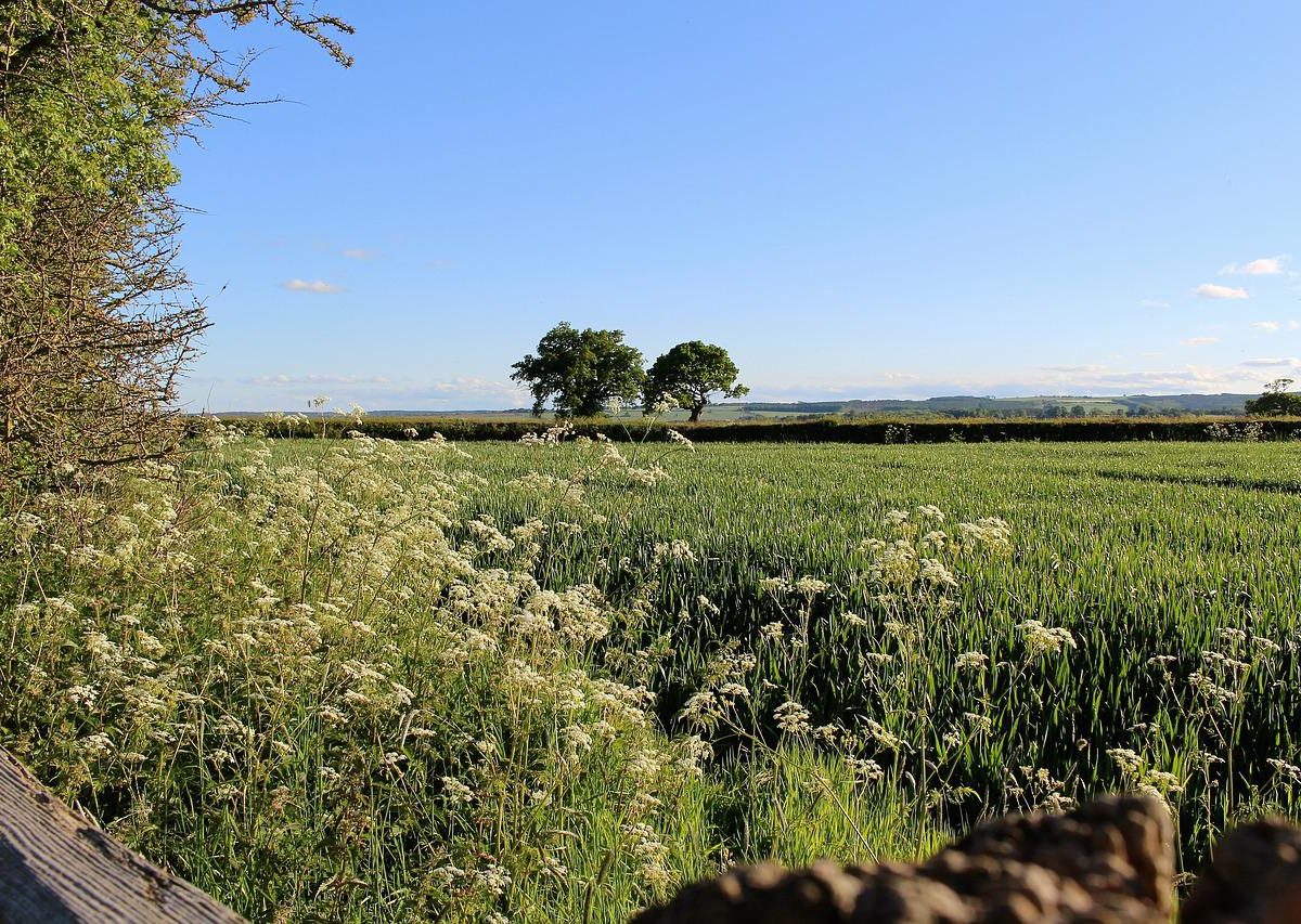 Countryside Stewardship Agreement: Take time to consider your options