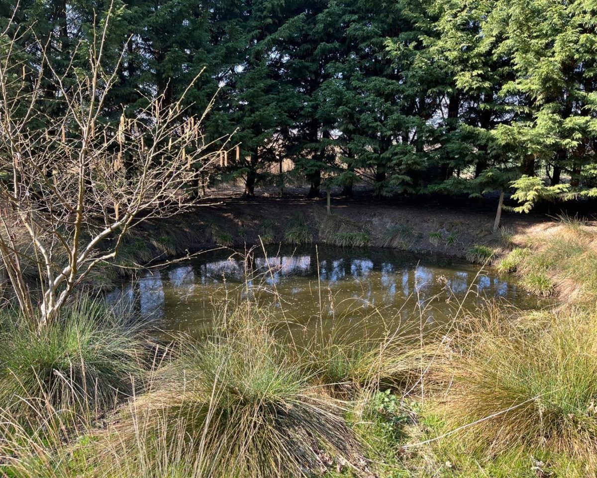 10.45 Acres of Established Woodland, Wainfleet St Mary