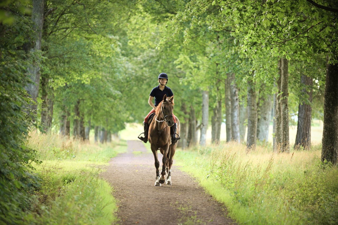 Association Of British Riding Schools Website Design Yello Media